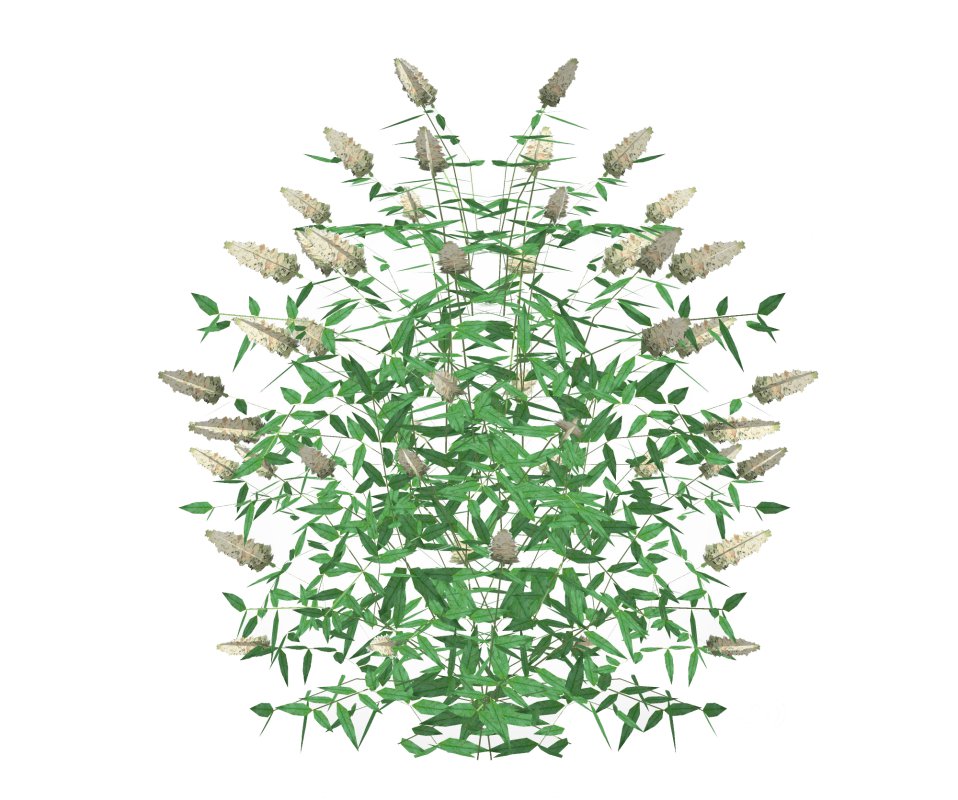 Buddleja Butterfly Bush White Image 5