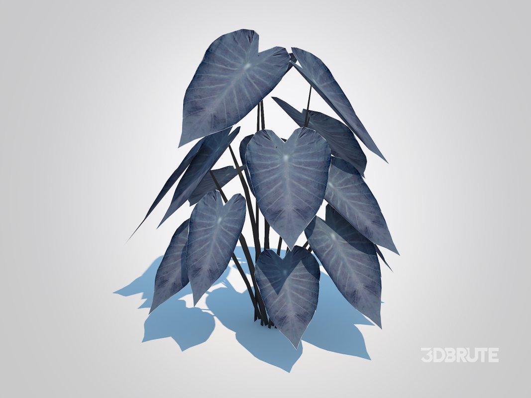 Colocasia esculenta -Black Taro Image 1