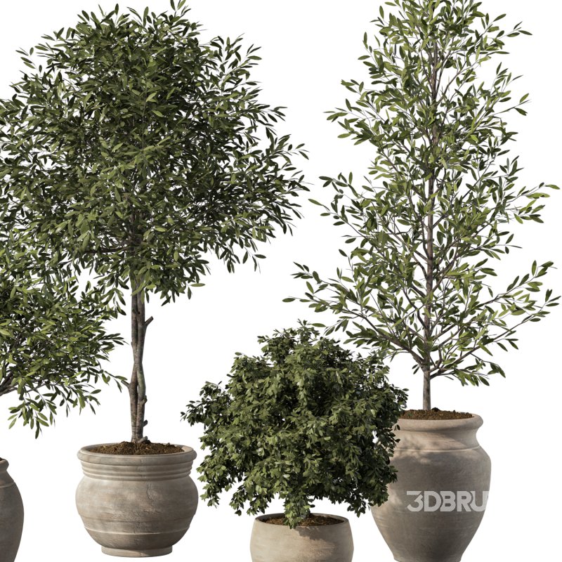 Olive Tree Indoor Plant Set.13 Image 4