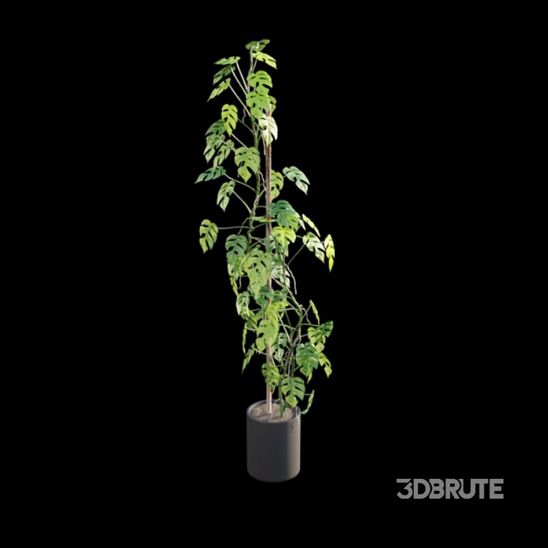 Rhaphidophora tetrasperma – Mini Monstera Image 4