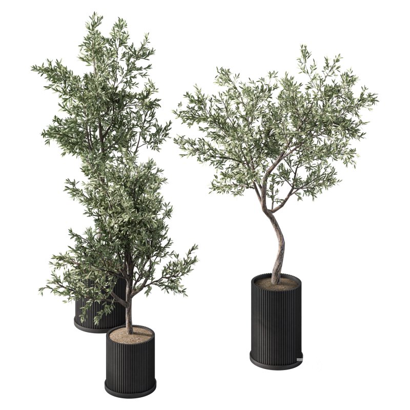 Olive Tree Indoor Plant Set.9 Image 4