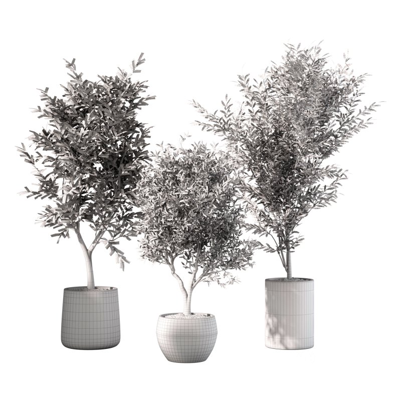 Olive Tree Indoor Plant Set.14 Image 4