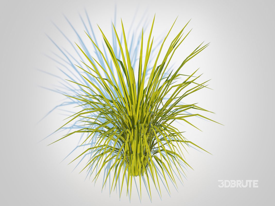 Acorus gramineus Ogon – Sweet Flag Image 3