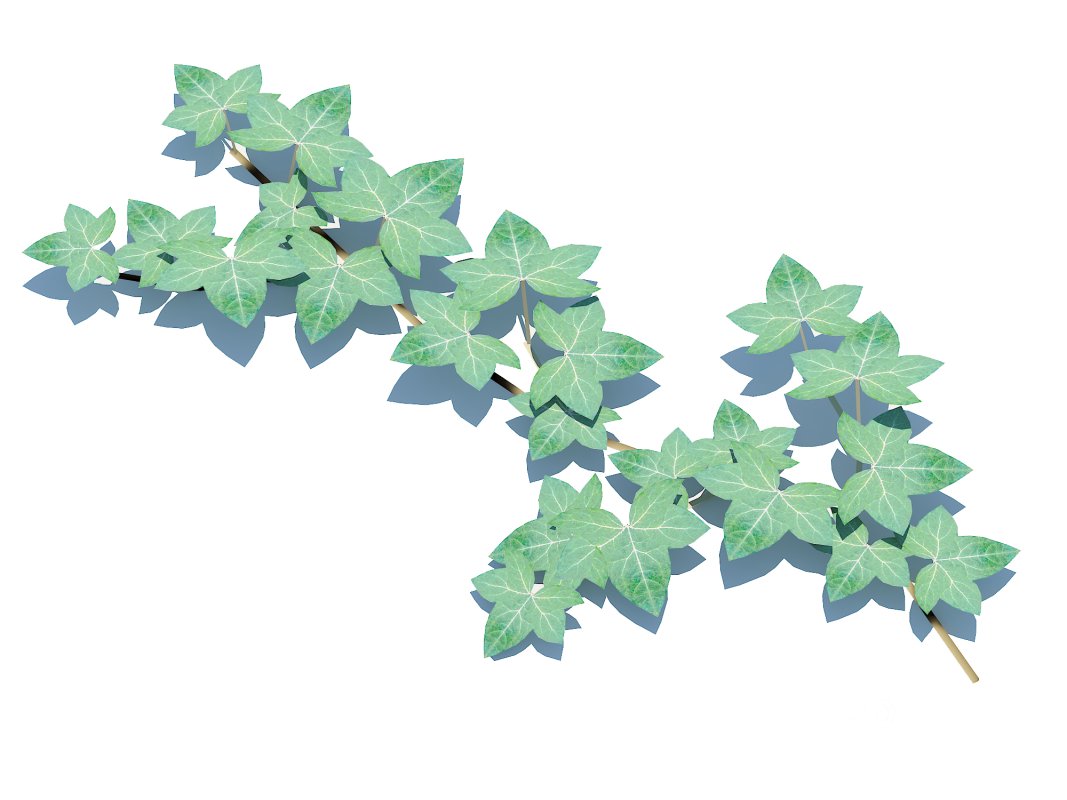 Hedera Helix – English Ivy-Vine Image 5