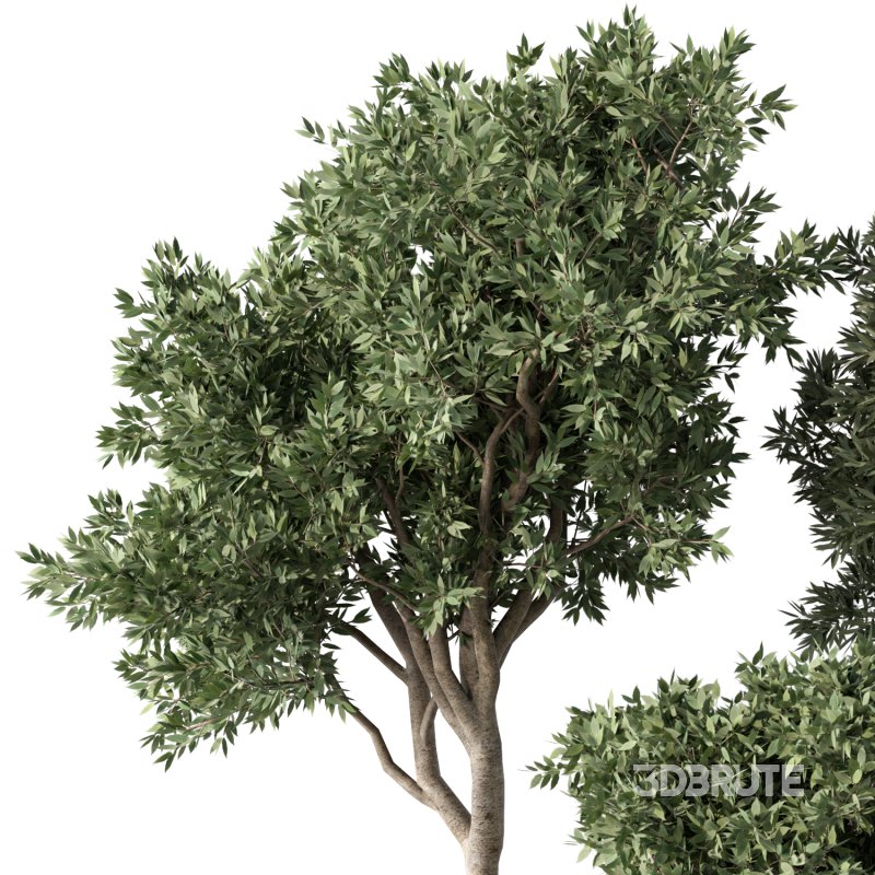 Olive Tree Indoor Plants Set.2 Image 3