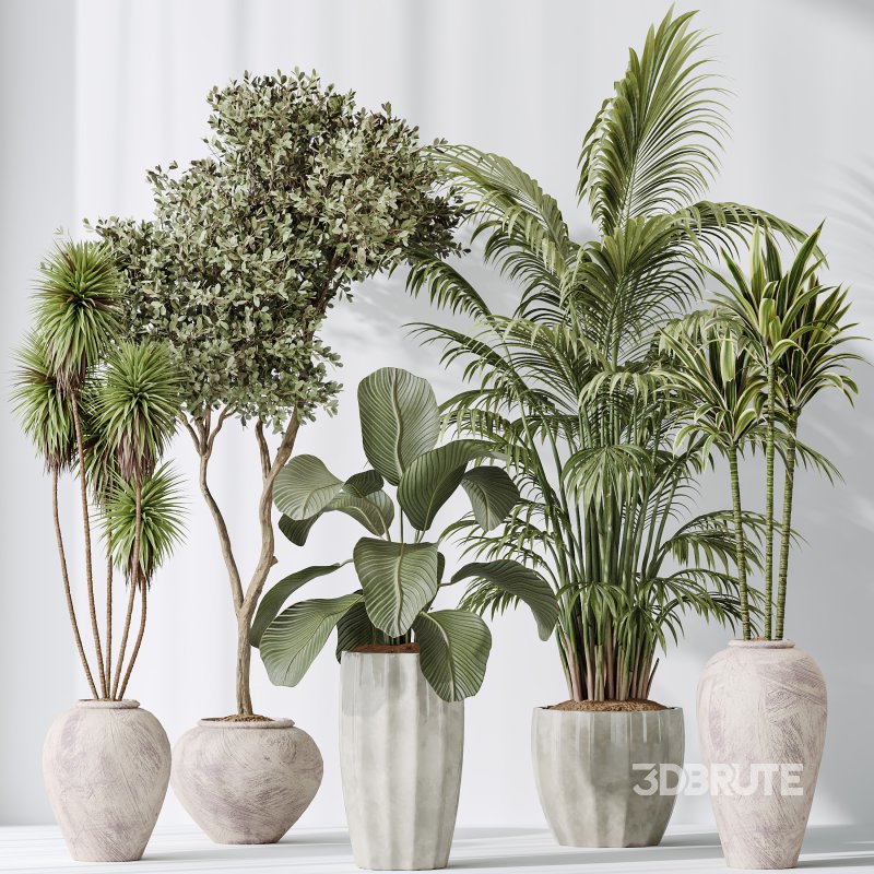 AV Indoor plants set 206 Mission Olive and Areca Palm and Yucca Elephantipes and Calathea Lutea and Dracaena Warneckii Image 9