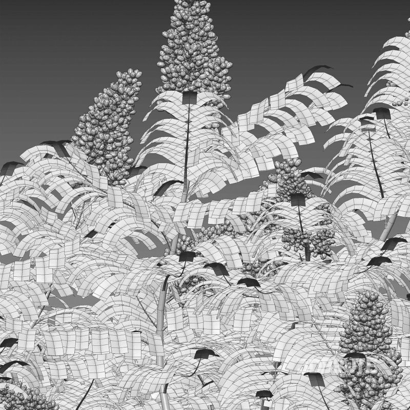 Rhus typhina – Staghorn Sumac 03 Image 5