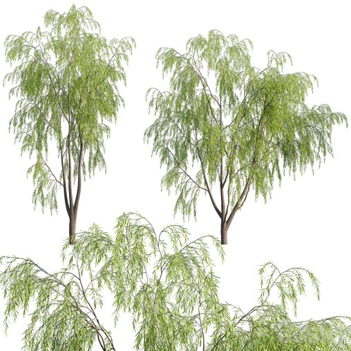 Salix babylonica – Weeping Willow 02