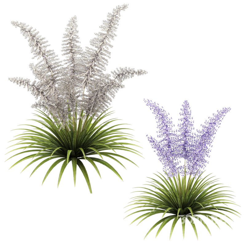 Elegant fern bush Image 3