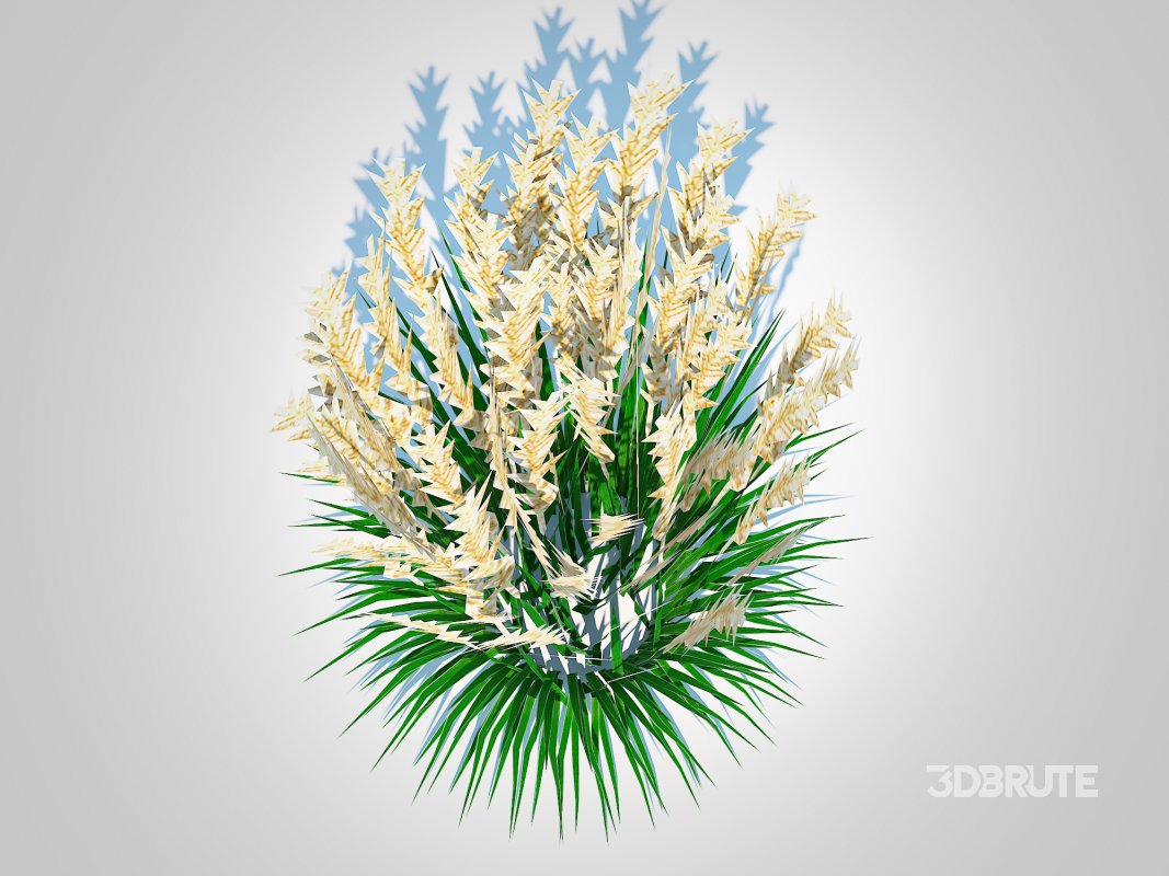 Calamagrostis-reed grass Image 3