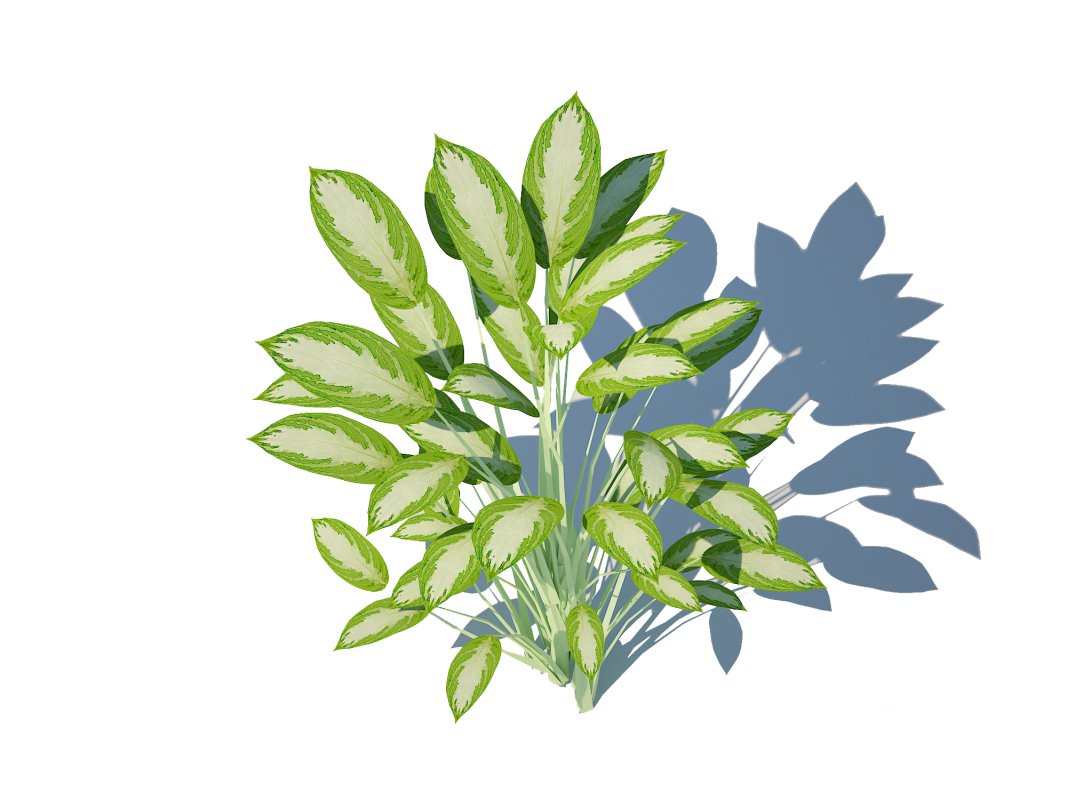 Aglaonema commutatum Image 5