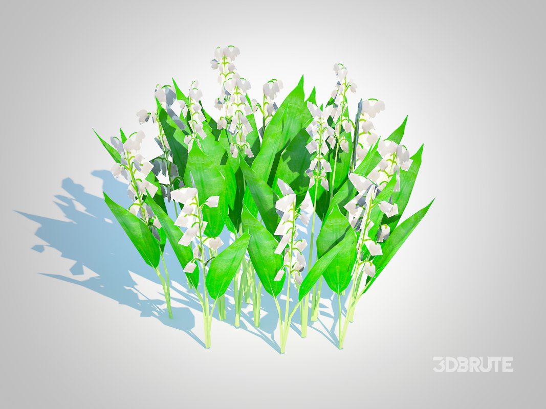 Convallaria majalis – Lily of the Valley Image 5