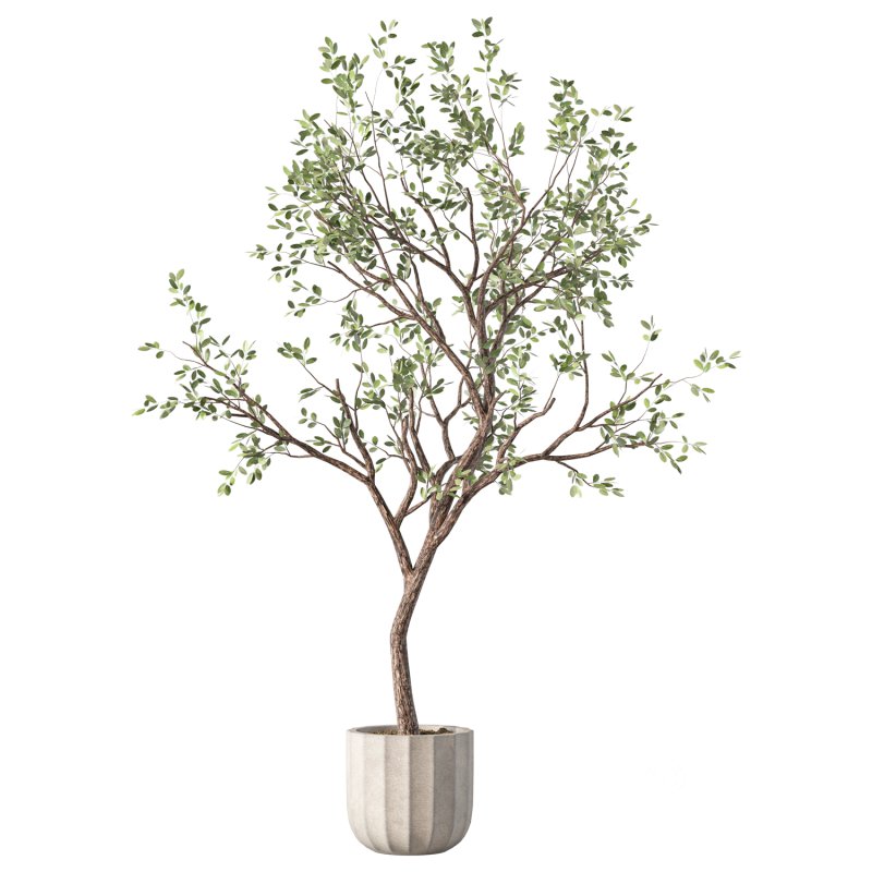 Olive Tree Indoor Plant Set.26 Image 2