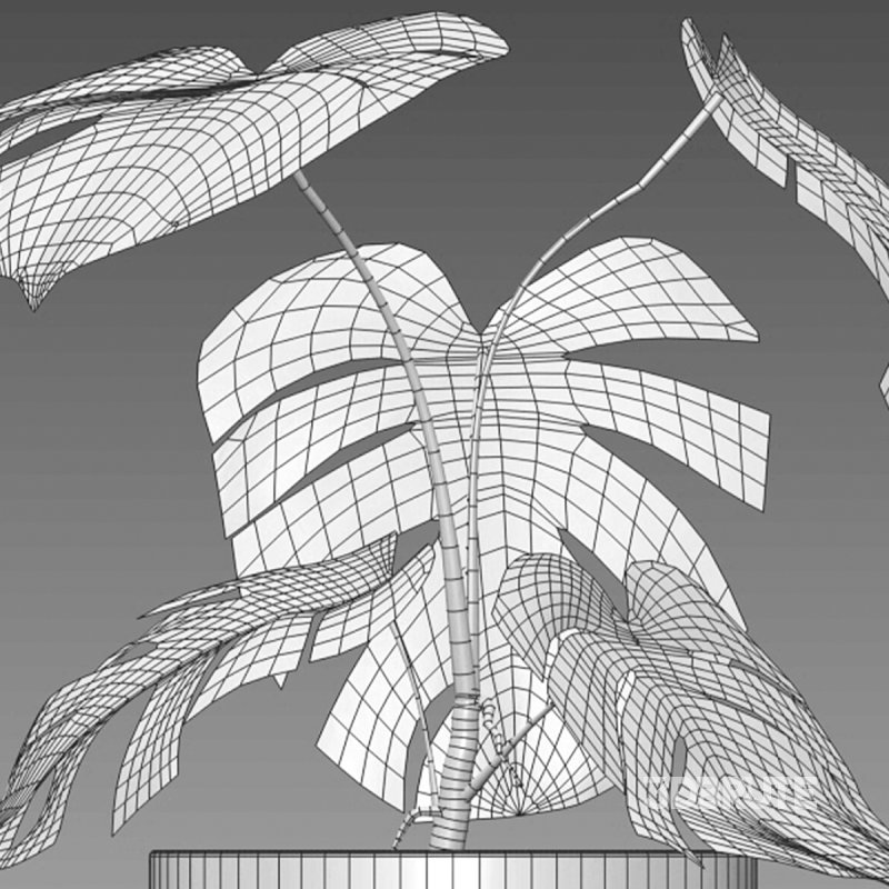 Monstera deliciosa Albo – Var Image 7