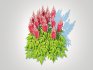 Astilbe-red - Thumbnail 4
