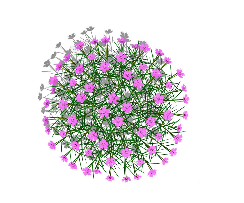 Dianthus plumarius Image 4