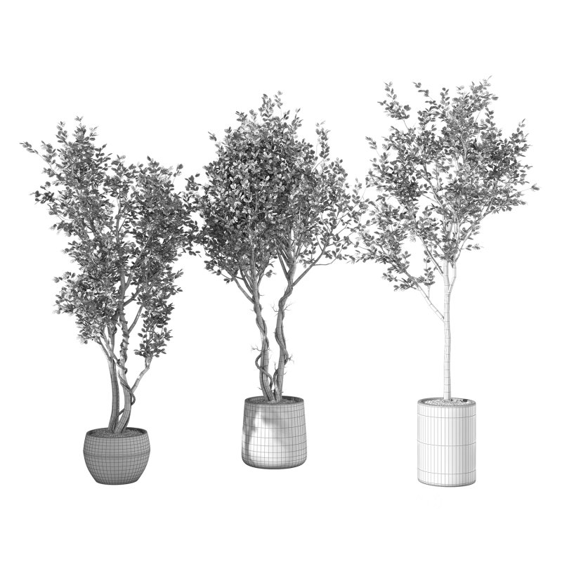 Olive Tree Indoor Plant Set.31 Image 3