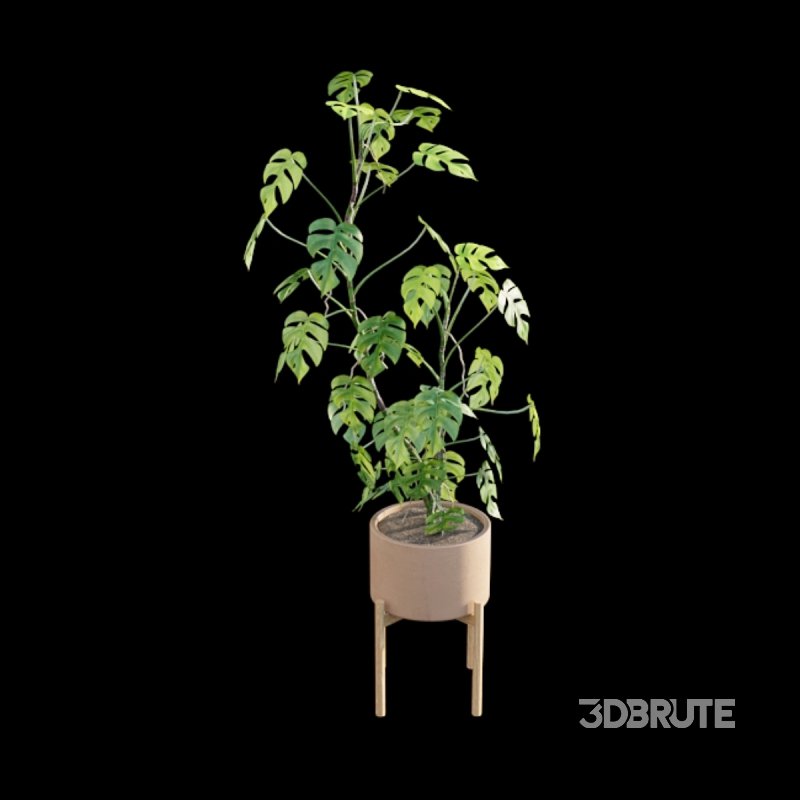 Rhaphidophora tetrasperma – Mini Monstera Image 6