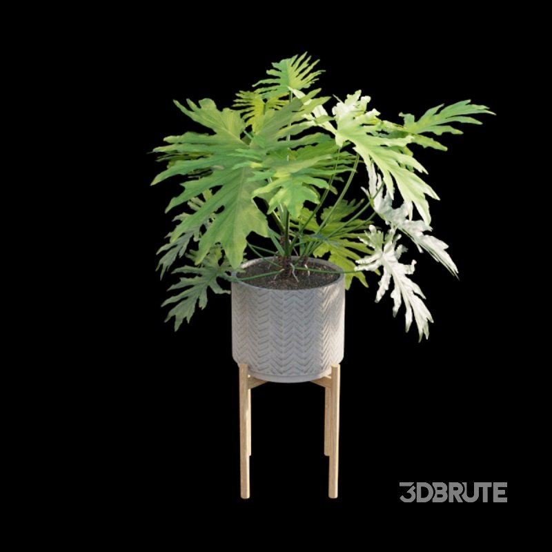 Philodendron bipinnatifidum – Philodendron selloum Split Image 6