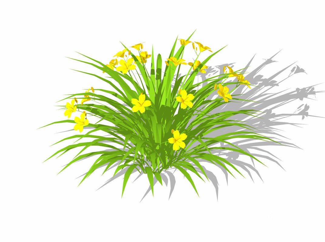 Hemerocallis Image 4