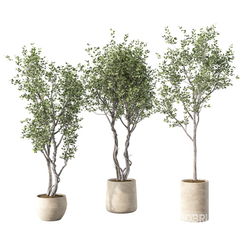 Olive Tree Indoor Plant Set.31 Image 4