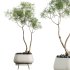 AV HousePlants Japandi Decorative Minimalism Ficus Dracaena Marginata26 - Thumbnail 2
