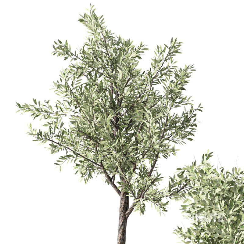 Olive Tree Indoor Plant Set.17 Image 3