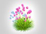 Armeria martima -Gloire de Dusseldorf - Thumbnail 5