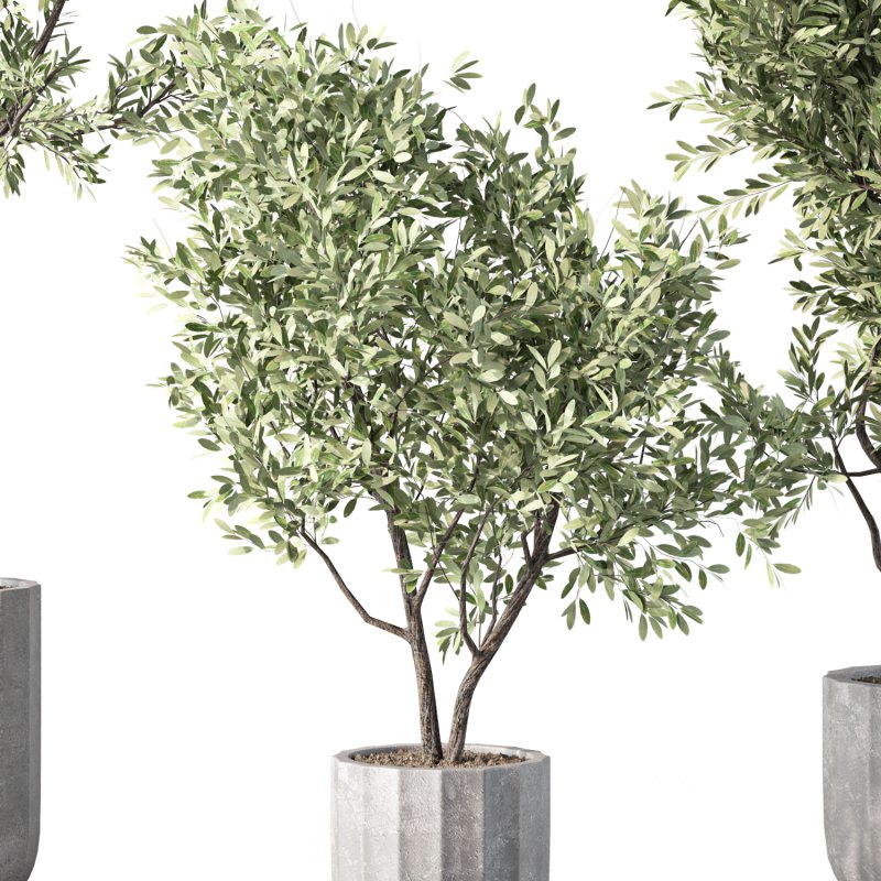 Olive Tree Indoor Plant Set.17 Image 4