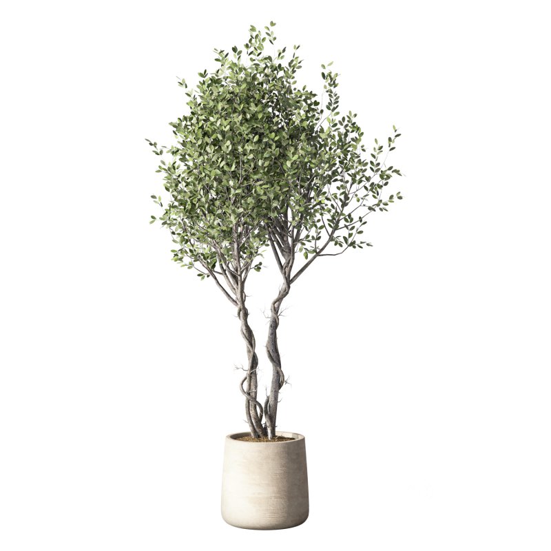 Olive Tree Indoor Plant Set.31 Image 5