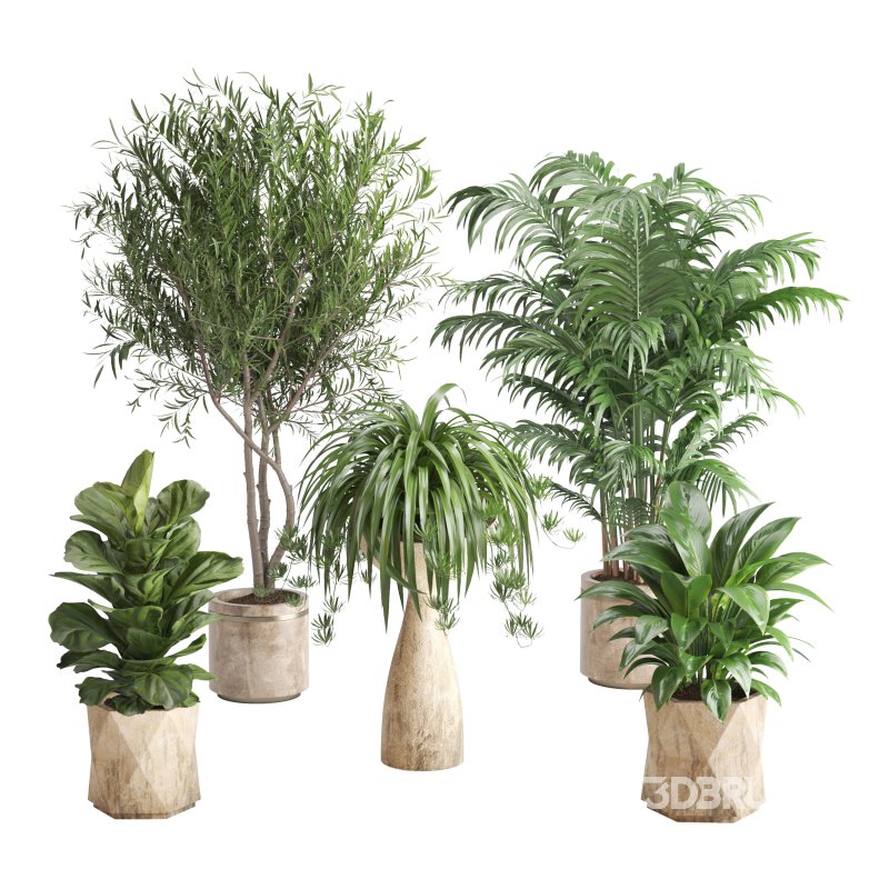 Indoor Plant Olive Palm Fiddle Leaf Image 4