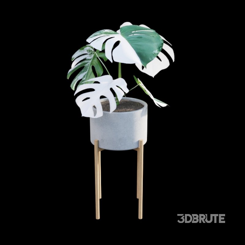 Monstera deliciosa Albo – Var Image 4