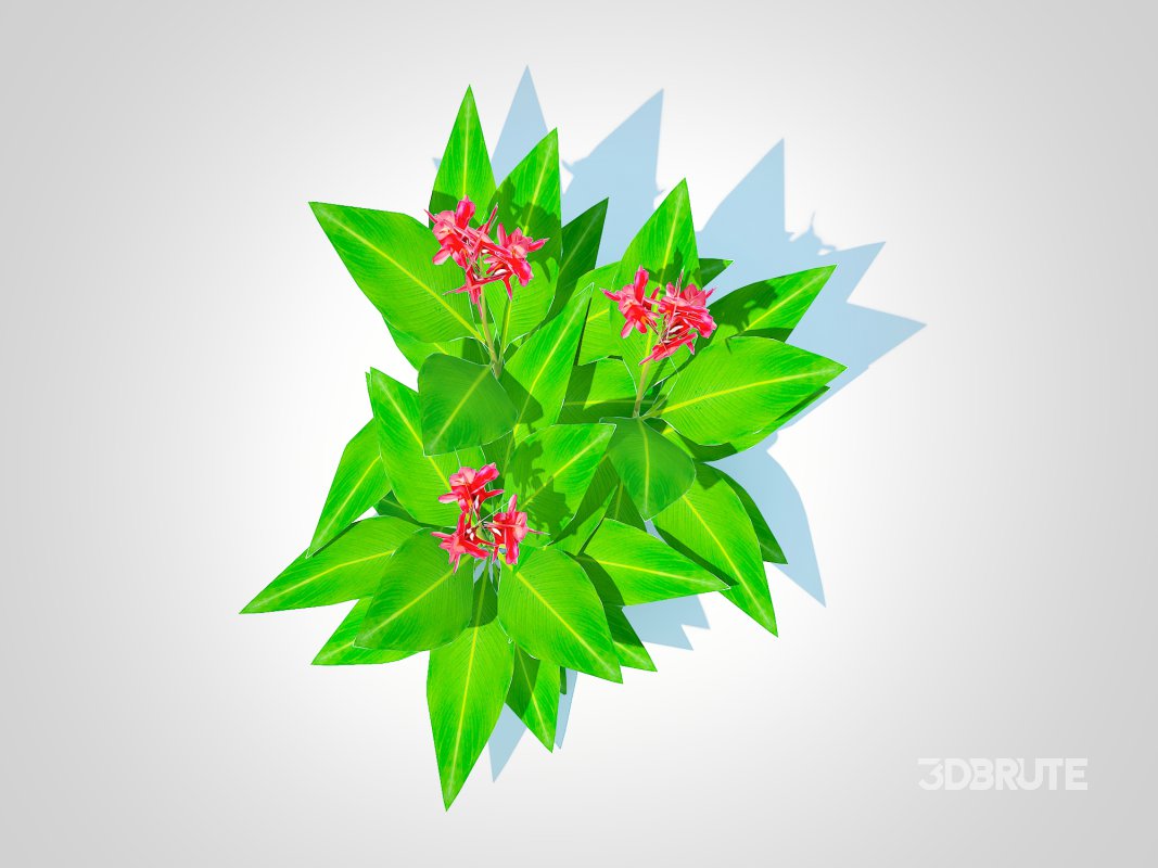 Canna-canna lily_(geen-red) Image 3