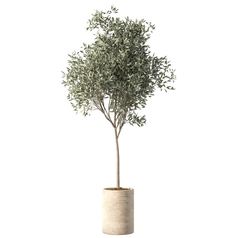 Olive Tree Indoor Plant Set.21 Image 2