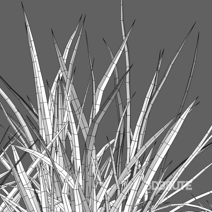 Carex pendula – Pendulous sedge -01 Image 3