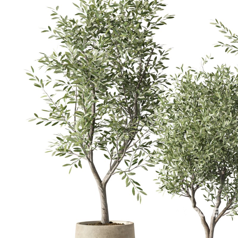 Olive Tree Indoor Plant Set.14 Image 2