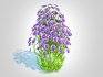 Aster novi-belgii – Dawrf Aster – blue - Thumbnail 3