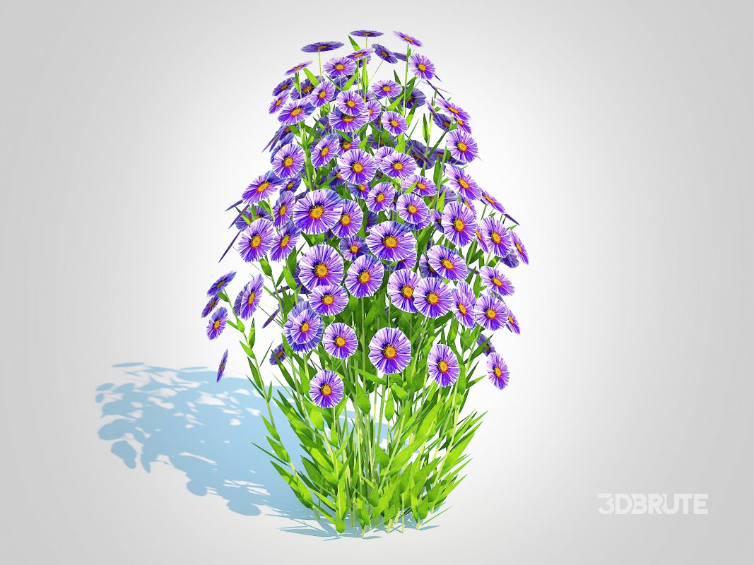 Aster novi-belgii – Dawrf Aster – blue Image 3
