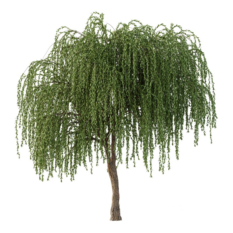 Weeping Willow Tree 01 Image 2