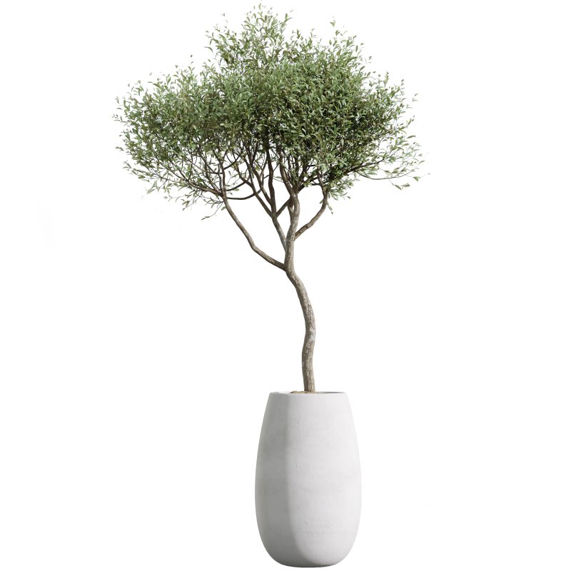 AV Indoor plants set 200 Mandarin Fruit Lemon Tree and Alocasia Jardin and Ficus Cyathistipula Fig and Mission Olive Image 3