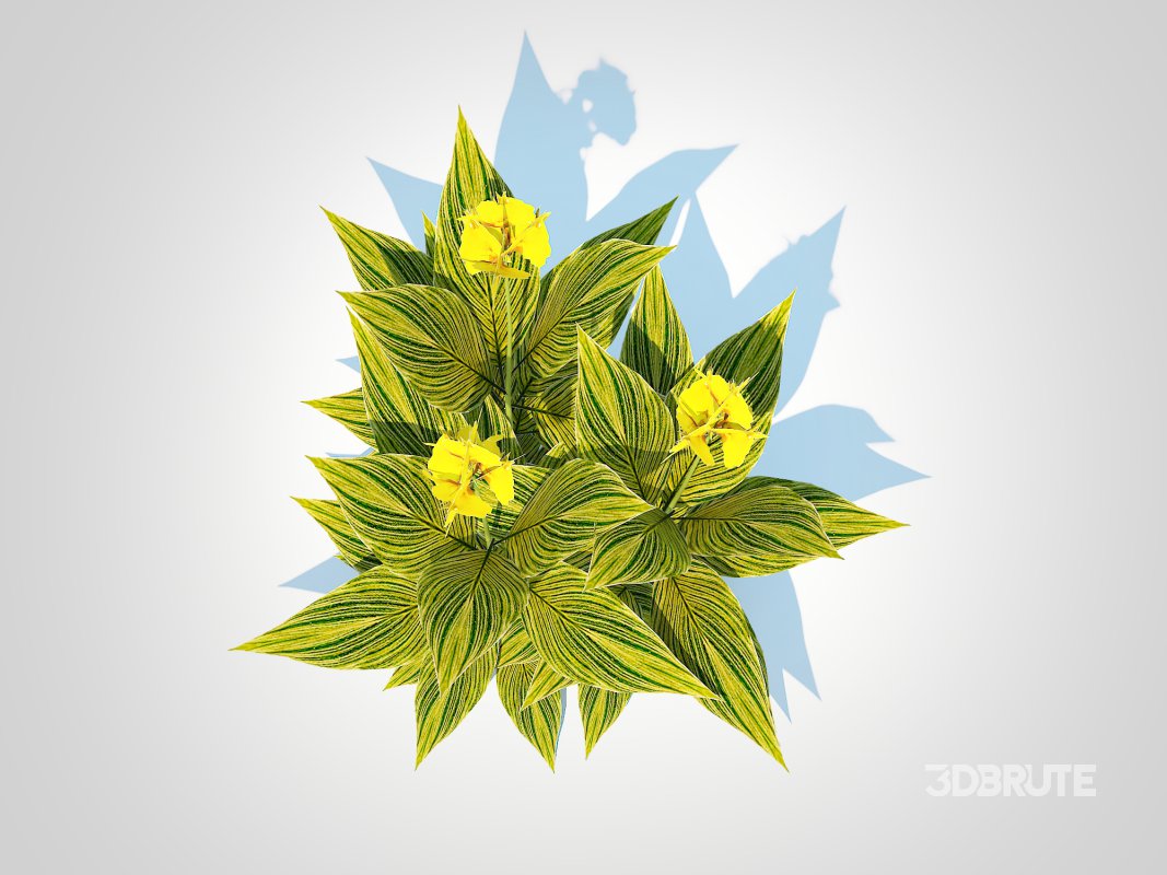 Canna – canna lily (green-yellow) Image 3