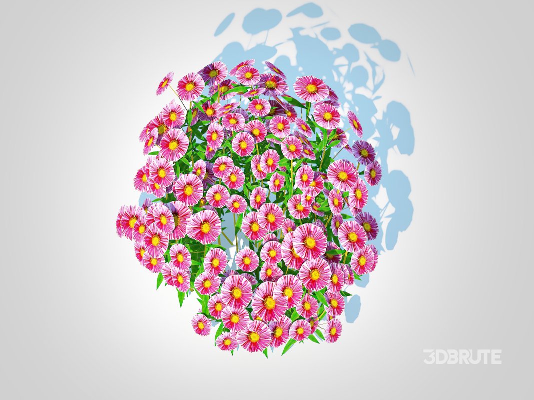 Aster novae-angliae – New England Aster – pink Image 4