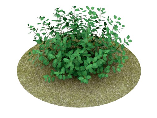 Euonymus Fortunei