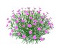 Dianthus plumarius - Thumbnail 5