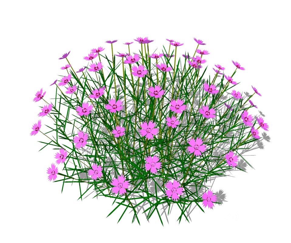 Dianthus plumarius Image 5