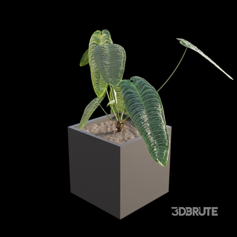 Anthurium Veitchii Image 5