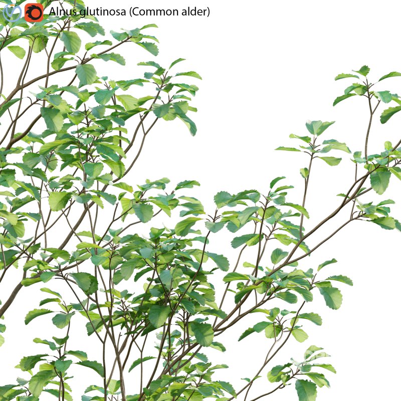 Alnus glutinosa – Common alder -01 Image 2