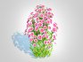 Aster novi-belgii – Dawrf Aster – pink - Thumbnail 5