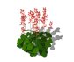 Heuchera sanguinea – coral bells - Thumbnail 2