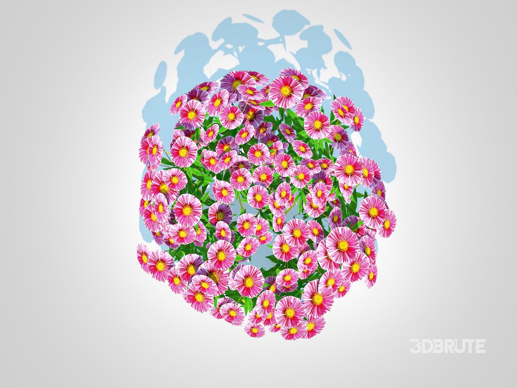 Aster novae-angliae – New England Aster – pink Image 3